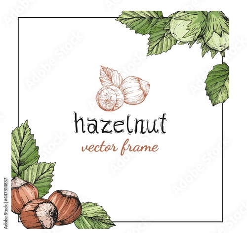 Hazelnut hand-drawn frame or background. Sketches in the vintage style of engraving photo