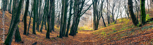 Panorama of autumn forest with bare trees and dirt road on a sunny day