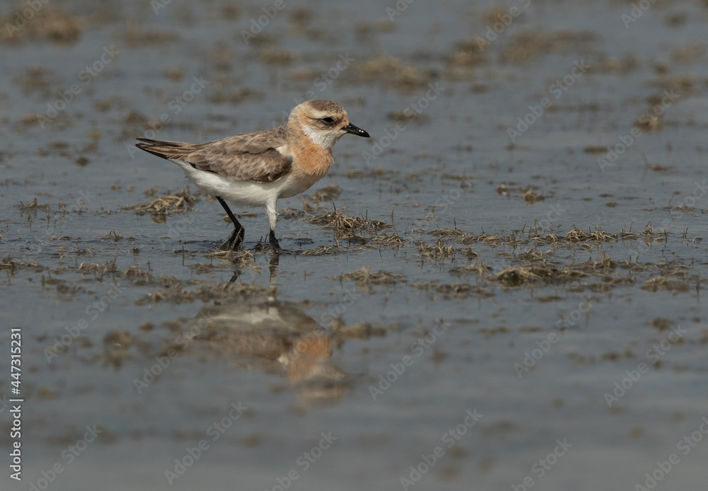 Lesser sand plover in breeding plumage at Busaiteen coast Lesser sand plover in breeding plumage at Busaiteen coast
