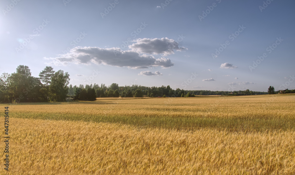 Big field of ripe wheat on a sunny day