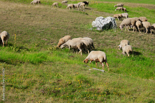 flock of sheep grazing in Abruzzo