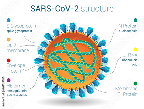 SARS-CoV-2 structure, anatomy of virus, microbiology and virology poster, proteins, lipids and ribonucleic acid of coronavirus photo