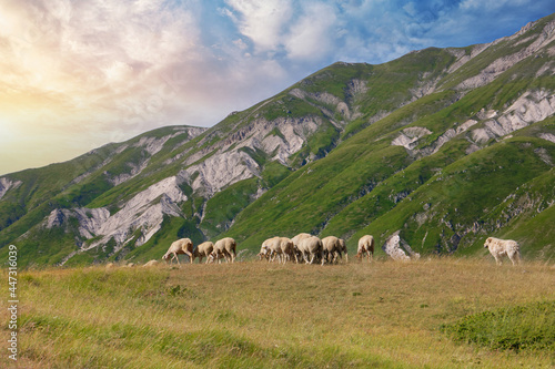 sheep grazing with the shepherd dog watching them abruzzo