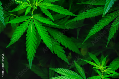 natural background in the form of a frame with an offset for the text Cannabis Plants Growing. Mature Marijuana Plant with Leaves. Texture of Marijuana Plants .