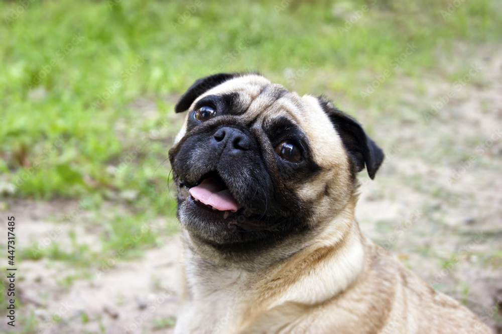 Portrait of a pug sitting on the ground in a summer park.