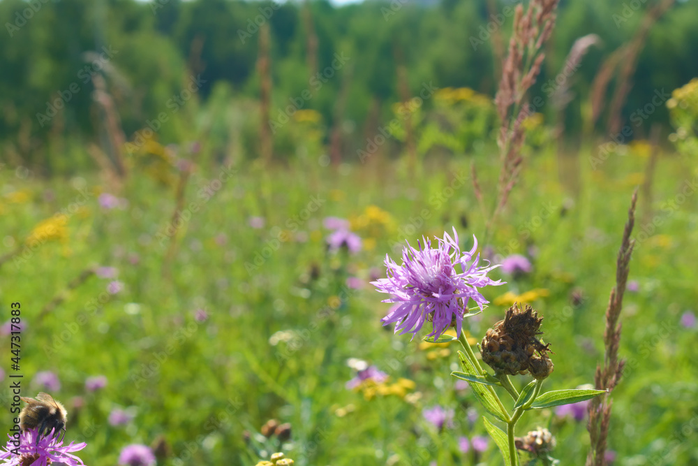 Brown knapweed (Centaurea jacea) in a summer meadow