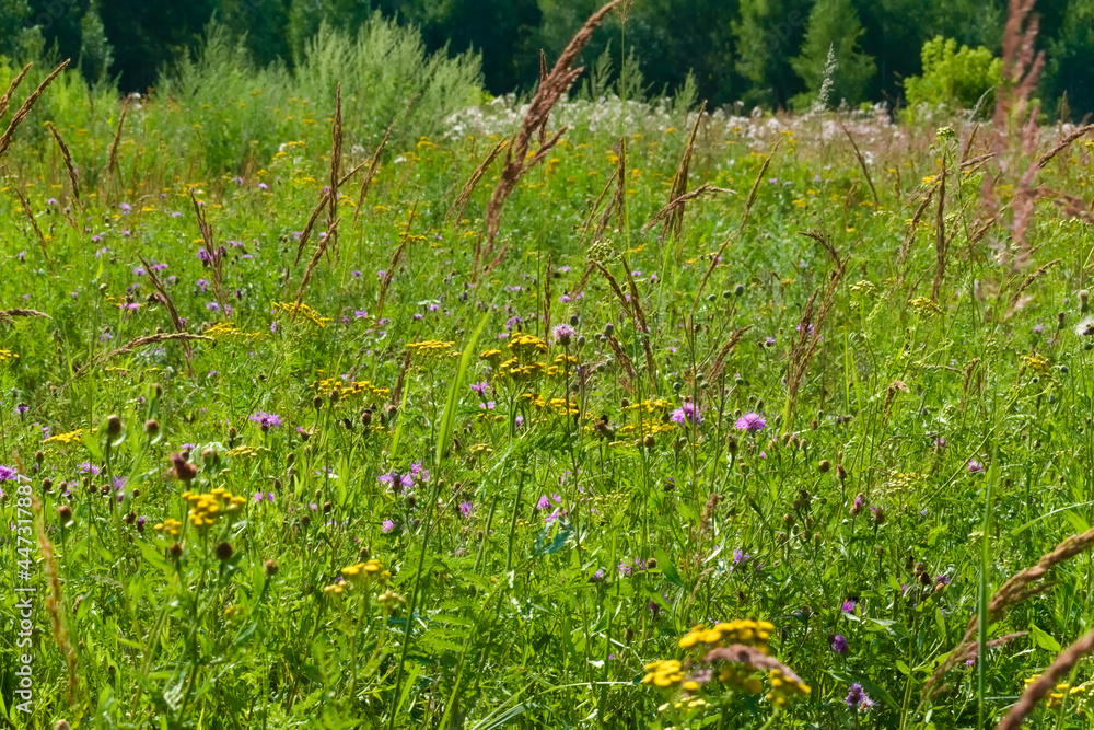 A summer meadow with motley grass