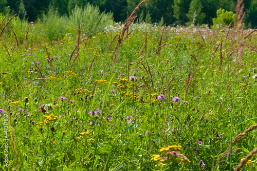 Obraz na płótnie A summer meadow with motley grass w salonie