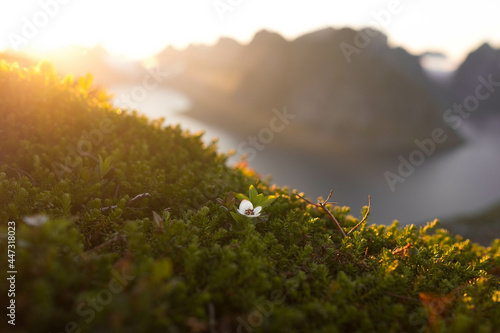 Flower on top of the Lofoten photo