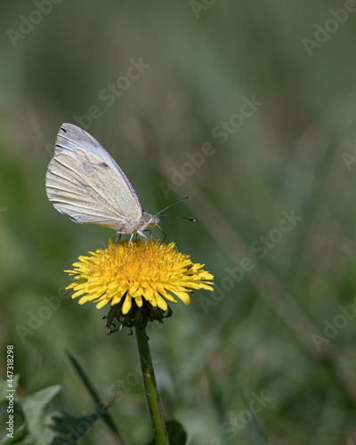 Beautiful white butterfly sits on a flower, close-up. © shymar27