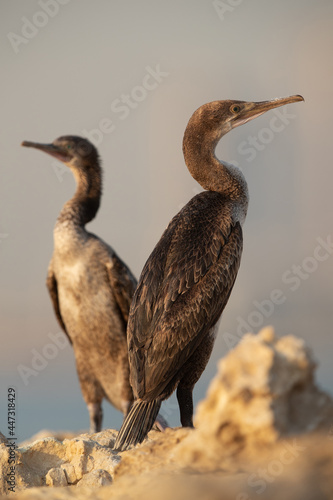 Closeup of Socotra cormorants at Busaiteen coast  Bahrain
