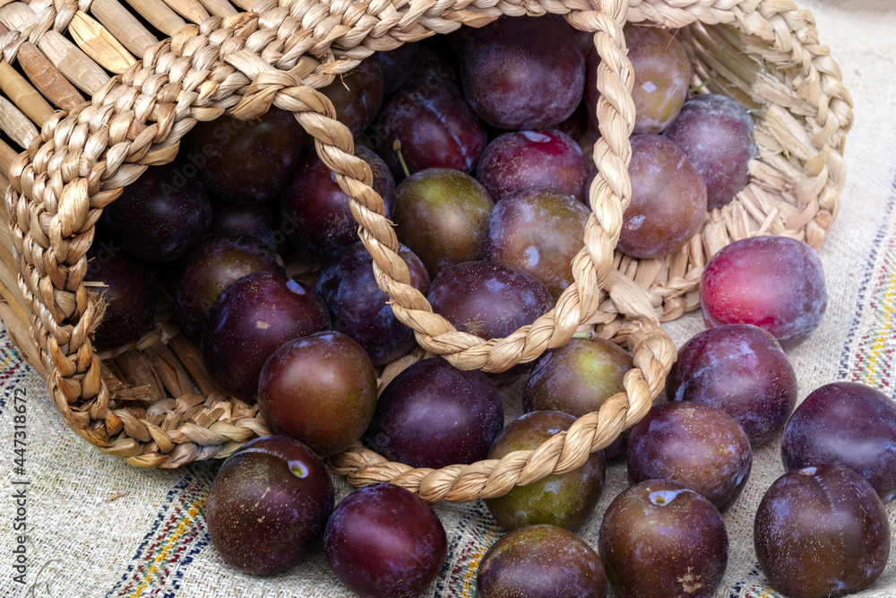 wattled bag, plums poured out. Tasty and beautiful plums wattled bag, plums poured out. Tasty and beautiful plums