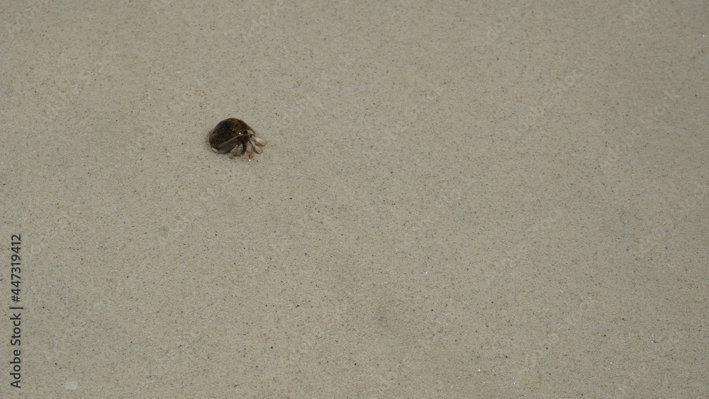 Hermit crabs have light brown carapace on the sandy beach. Hermit crabs have light brown carapace on the sandy beach.