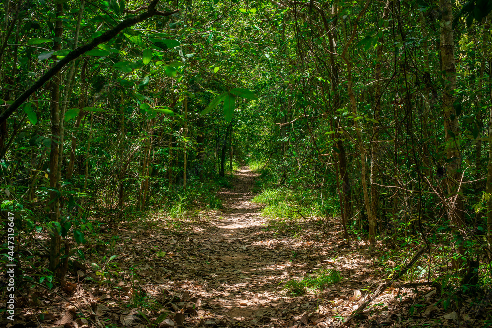 Long trails in the natural forest Long trails in the natural forest