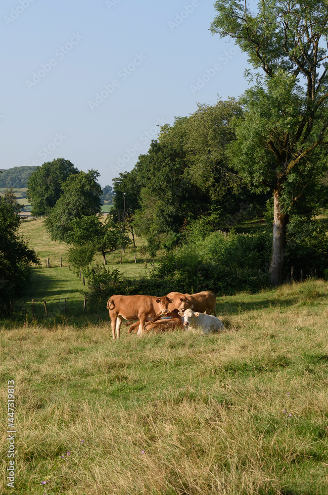 Limousin and charolais cows in a field