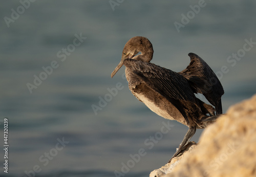 Socotra cormorant in the morning hours at Busaiteen coast, Bahrain