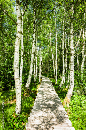 Weg aus Holzbohlen durch einen Birkenwald