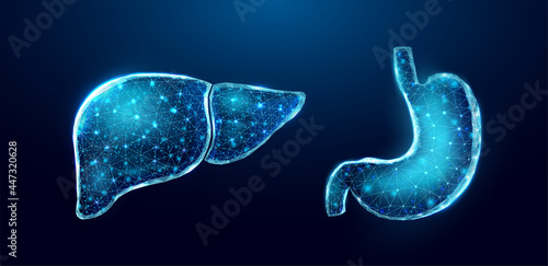 Human liver and stomach. Wireframe low poly style. Concept for medical, treatment of the hepatitis, of the digestive system.  Abstract modern 3d vector illustration on dark blue background. 