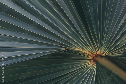 Fototapeta Naklejka Na Ścianę i Meble -  Tropical Sugar Palm Leaf in Dark Tone Color Natural Pattern Background