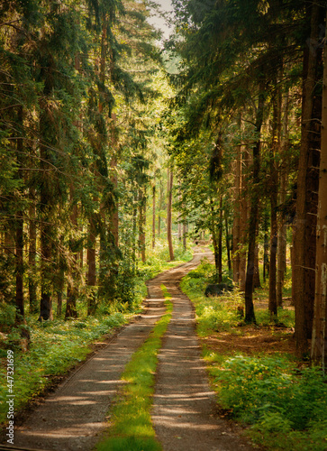 dirt road through a pine forest in the Sudetes, Poland © Masson