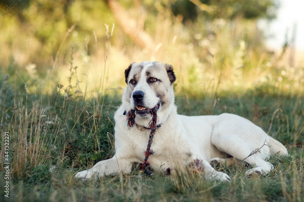 Big dog Alabai, Central Asian Shepherd Dog outdoors lying in grass