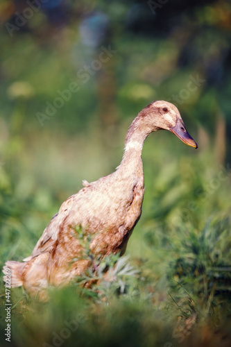 Indian runner brown, adult duck in a grassland