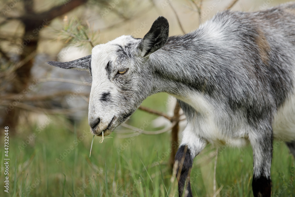 Obraz premium Gray goat with grass in his mouth in the background of dry tree branches.