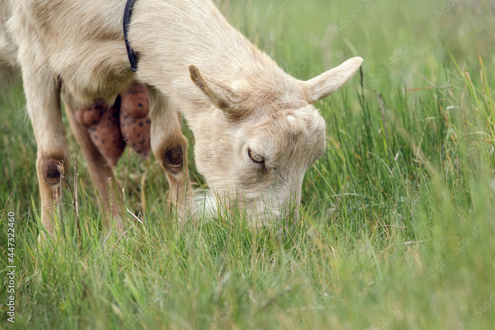 Beige goat grazes in a green meadow Beige goat grazes in a green meadow