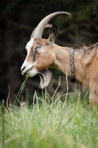 Brown long-haired goat with a beard and large horns, travels in meadow near a dark forest with green grass in his mouth