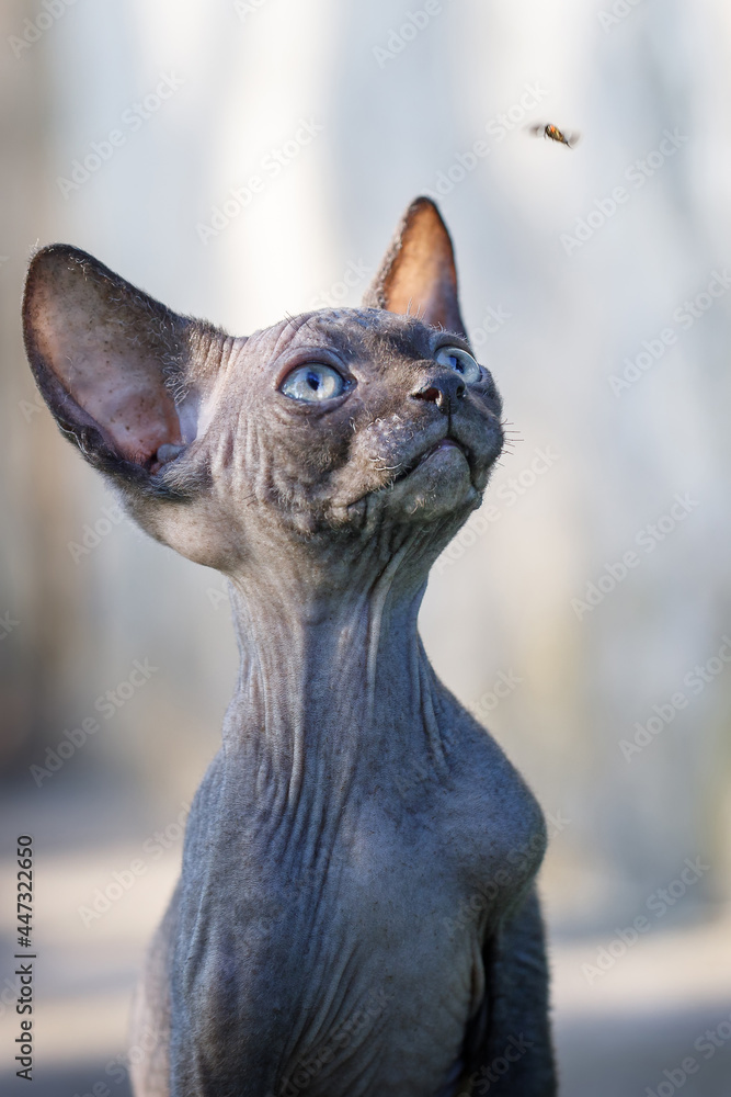 The dark sphynx kitten without fur is looking up and try to hunt insect