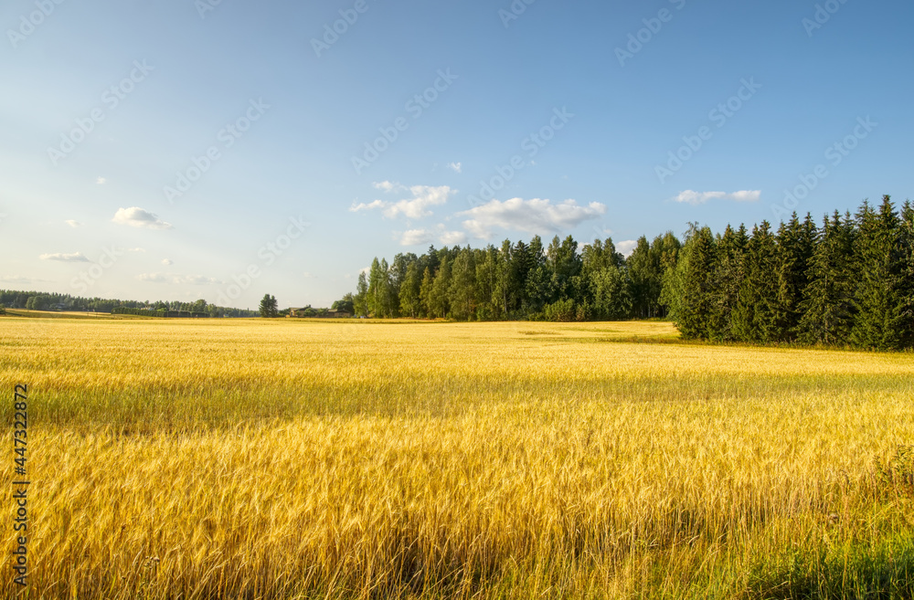 Big field of ripe wheat on a sunny day