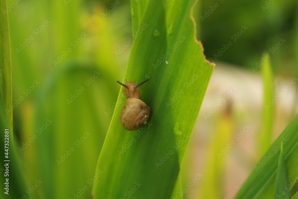This is a rice field snail (Pila ampullacea) or in Indonesian it's called a rice field snail. is a type of water snail that is easily found in tropical fresh waters of Asia, such as in rice fields. This is a rice field snail (Pila ampullacea) or in Indonesian it's called a rice field snail. is a type of water snail that is easily found in tropical fresh waters of Asia, such as in rice fields.