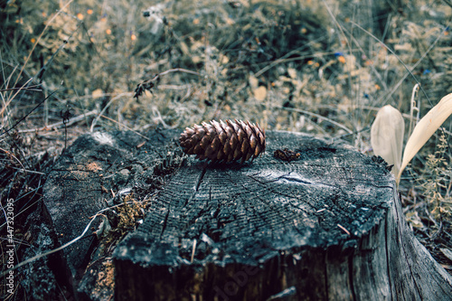 A pine cone on a felling of a tree. Summer photo session 2021
