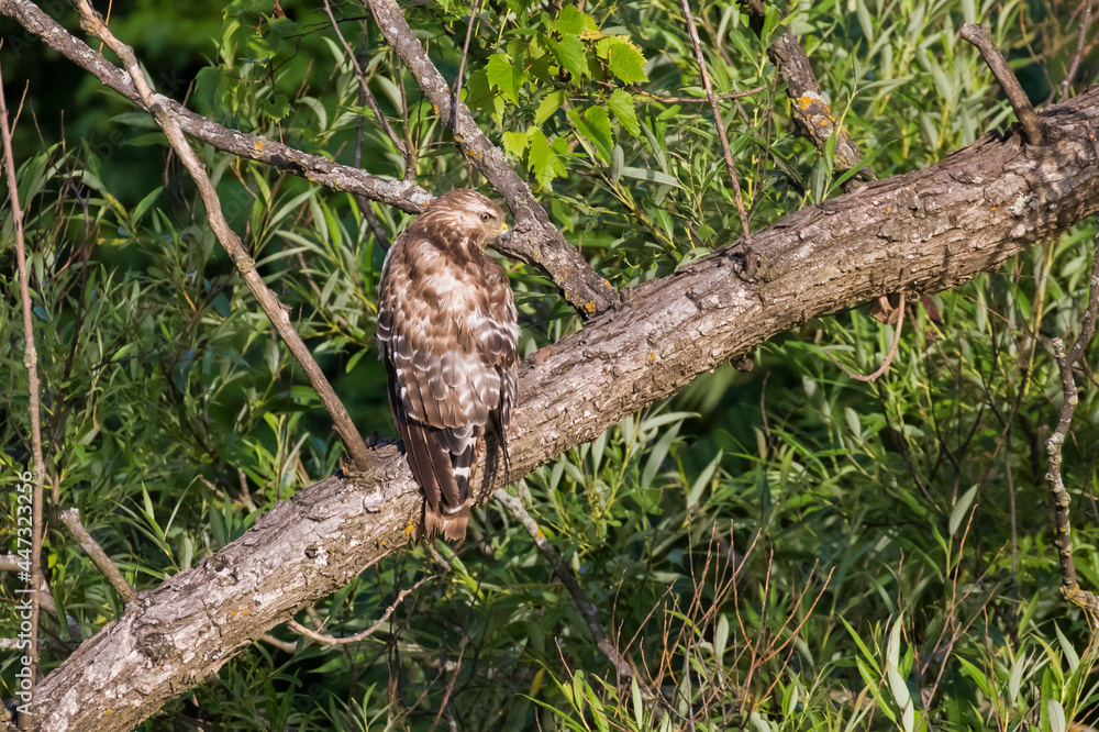red shouldered hawk babies at nest red shouldered hawk babies at nest
