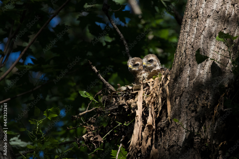 red shouldered hawk babies at nest red shouldered hawk babies at nest