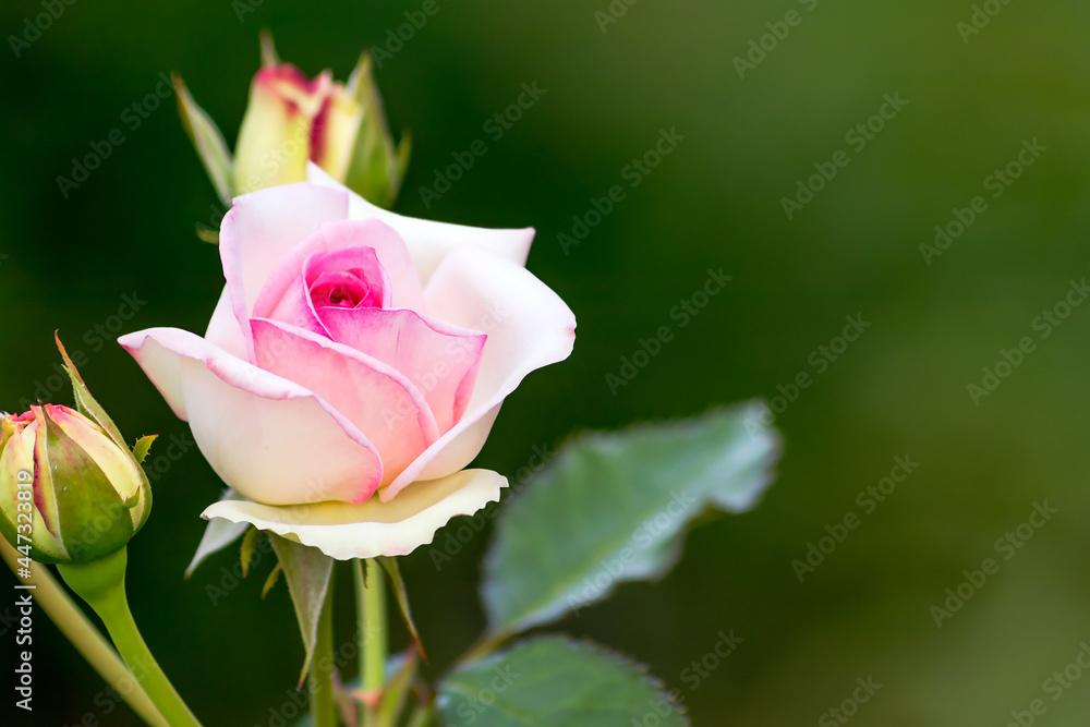 A bud of a blooming pink rose on a high stem on a blurred background close-up. A bud of a blooming pink rose on a high stem on a blurred background close-up.