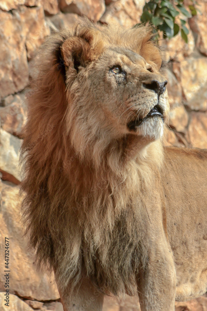 A majestic looking  lion looking up in a zoo in Haifa, Israel
