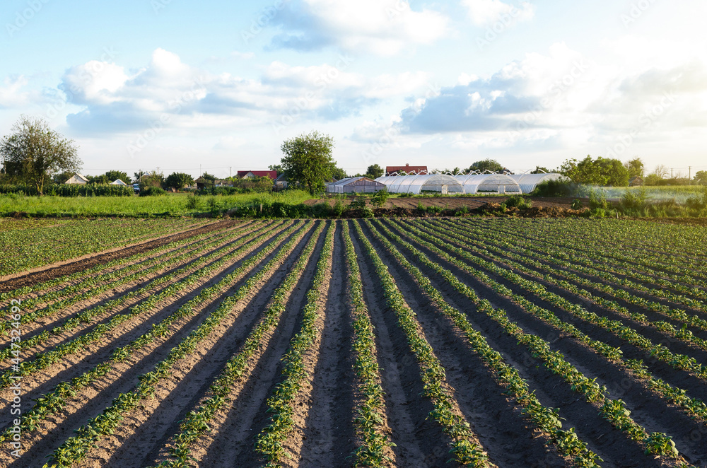 Beautiful view of the farm field and greenhouse on background of village. Rows of potato bushes. Agroindustry and agribusiness. Agriculture and agro industry