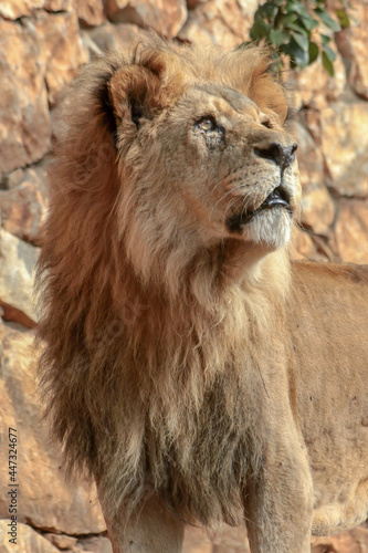 A majestic looking  lion looking up in a zoo in Haifa  Israel 