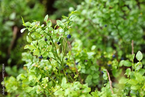 Bilberry (Vaccinium myrtillus) in Europe