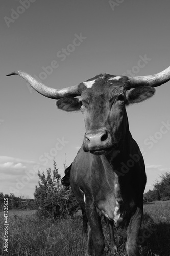 Fototapeta Naklejka Na Ścianę i Meble -  Texas longhorn cow portrait close up with rustic black and white style.