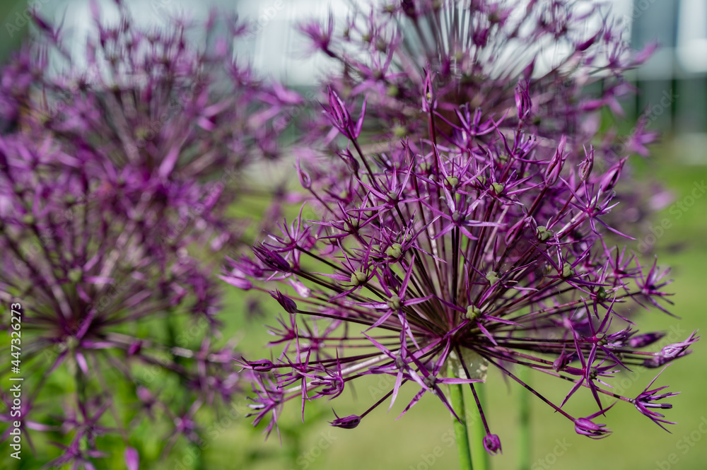 Allium, „Mars“, with purple flowers Allium, „Mars“, with purple flowers
