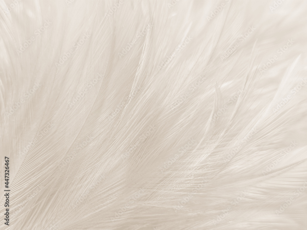 Beautiful abstract black feathers on white background and soft white feather texture on white texture pattern, dark theme wallpaper, gray feather background, gray banners, white gradient Beautiful abstract black feathers on white background and soft white feather texture on white texture pattern, dark theme wallpaper, gray feather background, gray banners, white gradient