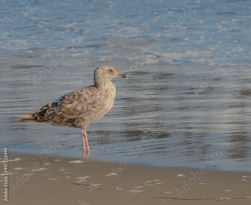 A Seagull relaxing on the San Buenaventura State beach, Ventura, Ventura County, California