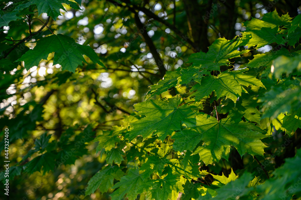 The early summer morning sun shines through the green maple leaves