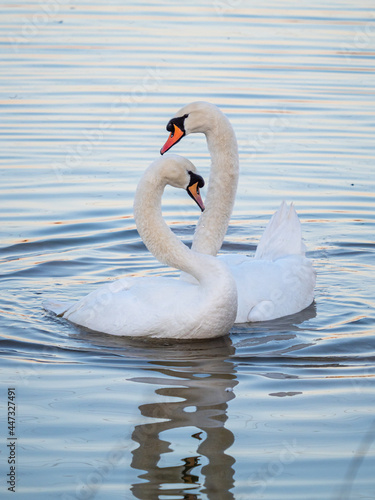 A pair of mute swans on a lake in south London. photo