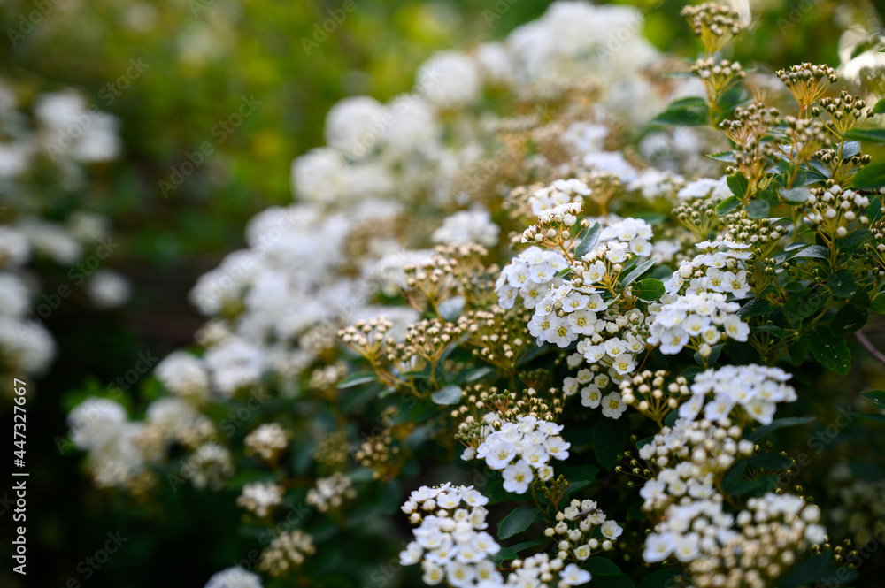 Blooming bush with white flowers named Spiraea Vanhouttei also called bridal wreath bush. Floral backdrop of luxuriant white petals and yellow stamens of blossoms. Natural floral textures. Blooming bush with white flowers named Spiraea Vanhouttei also called bridal wreath bush. Floral backdrop of luxuriant white petals and yellow stamens of blossoms. Natural floral textures.