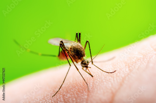 Zika Virus Infected Mosquito Bite on Green Background. Leishmaniasis  Encephalitis  Yellow Fever  Dengue  Malaria Disease  Mayaro or Zika Virus Infectious Culex Mosquito Parasite Insect Macro.