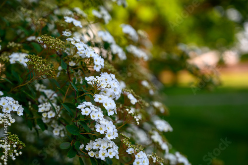 Blooming bush with white flowers named Spiraea Vanhouttei also called bridal wreath bush. Floral backdrop of luxuriant white petals and yellow stamens of blossoms. Natural floral textures.