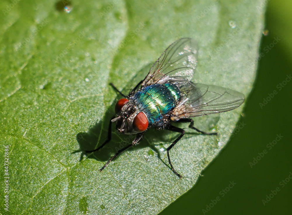 Fototapeta premium A common green bottle fly on a leaf